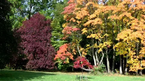 Falling leaves Stock Footage 8847201