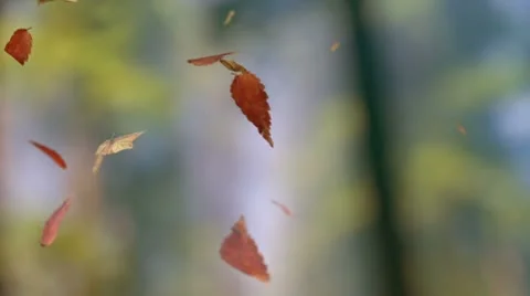 Falling leaves Stock Footage 8963290