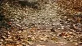 The falling leaves HD Footage