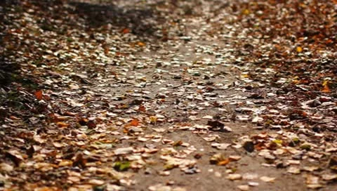 The falling leaves Stock Footage 8984339