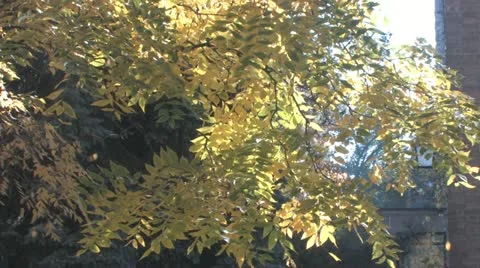 Falling leaves Video stock 18402022