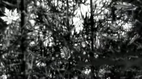 Falling leaves Stock Footage 20439261