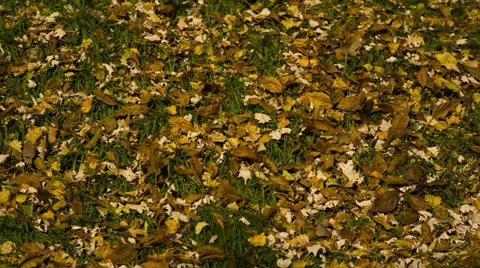 Falling Leaves Video stock 32171451