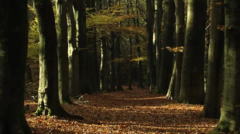 Falling leaves Stock Footage 39127040