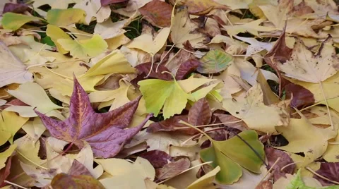 Falling leaves Stock Footage 56941904