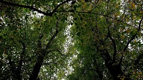 Falling leaves Stock Footage 78484976