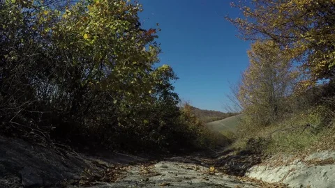 Falling leaves Stock Footage 82043958