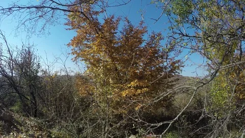 Falling leaves Stock Footage 82044284