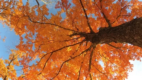Falling Leaves Stock Footage 98963305
