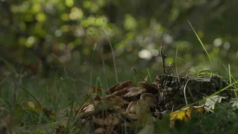 Falling leaves Stock Footage 102884982