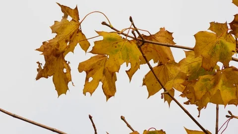 Falling leaves Stock Footage 119022527