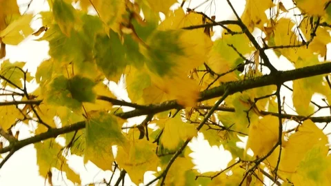 Falling leaves 스톡 동영상 119022660