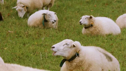 Falling leaves Stock-Footage 119023062