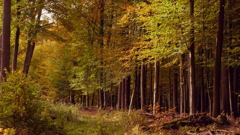 Falling leaves Stock Footage 119023322