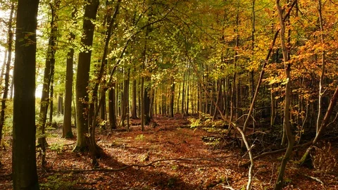 Falling leaves Stock Footage 119023930