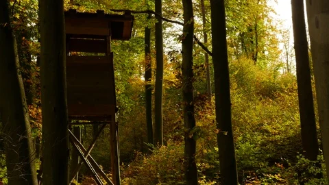 Falling leaves Stock Footage 119024452