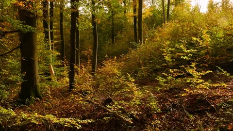 Falling leaves Stock Footage 119024769