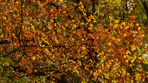Falling leaves Stock Footage 119024997