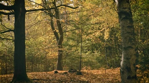 Falling Leaves Video stock 141871252