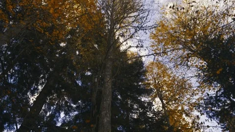 Falling leaves Vídeos de archivo 143480429