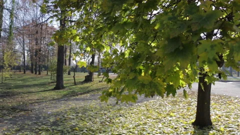 Falling leaves Stock Footage 157731695