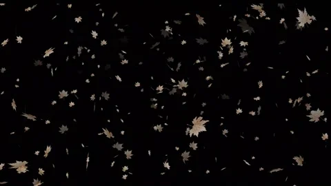 Falling  leaves Stock Footage 164226798