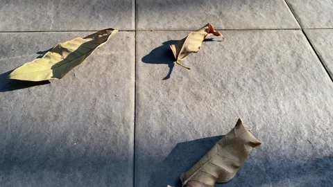 Falling leaves Stock Footage 293327226