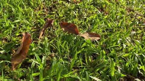 Falling leaves Stock Footage 293327495