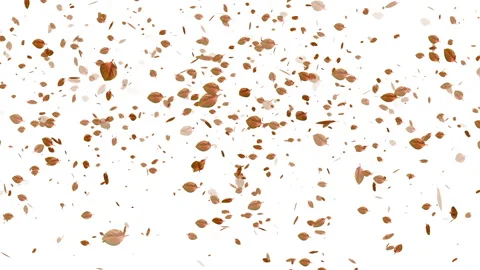 Falling Leaves Stock Footage 332883053
