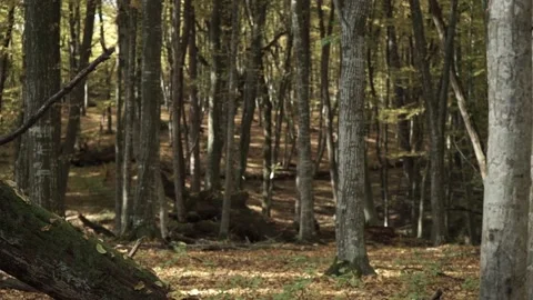 Falling Leaves in The Forest in Autumn Stock-Footage 139625372