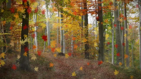 Falling Leaves forest Stock Footage 39018246