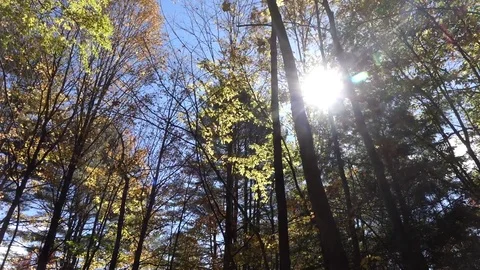 Falling leaves in the forest Stock Footage 72321434