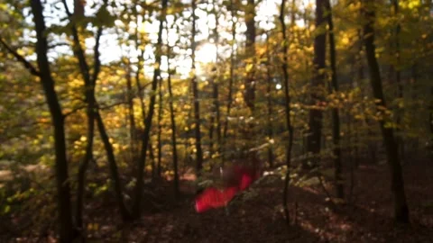 Falling leaves in the forest Stock Footage 143992769