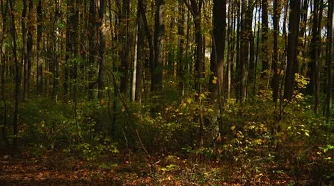 Falling leaves in the forest (LP-Voorhees-112b) Stock Footage 8930802
