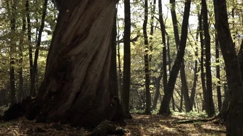 Falling Leaves in the forest slow motion Stock-Footage 139625364