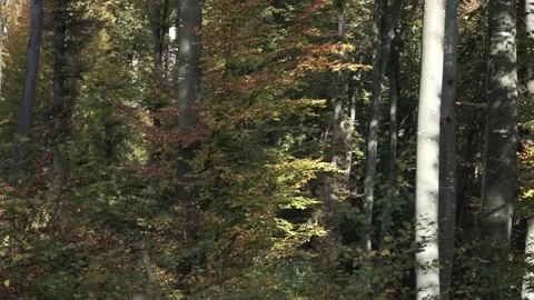 Falling Leaves In The Forest in Slow Motion Stock-Footage 139625367