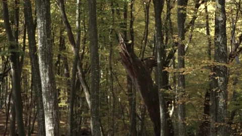 Falling Leaves in the forest in Slow Motion Stock-Footage 139625375