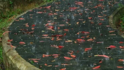 Falling leaves in the garden during the rain Video stock 320917850