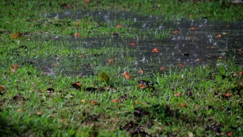 Falling leaves in a grassy park during the afternoon rain Stock Footage 320917854