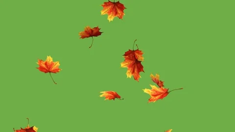 Falling leaves on green background for scene in autumn season Stock Footage 136136145
