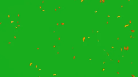 Falling leaves in green screen white and black in autumn from trees  Video stock 219473707