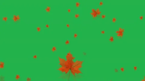 Falling Leaves on Greenscreen Video stock 11181217
