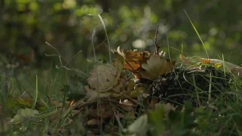 Falling leaves on the ground Stock Footage 102884569