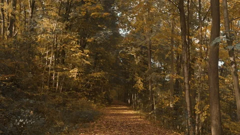 Falling Leaves on Hiking Trail Stock Footage 165413299