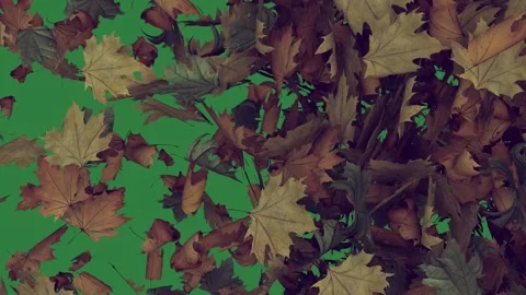 Falling leaves on lot of lots brown bunch autumn an image the ground isolated Video stock 336893862