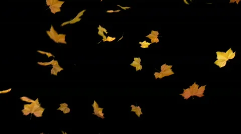 Falling leaves - masked 3d animation loop Stock Footage