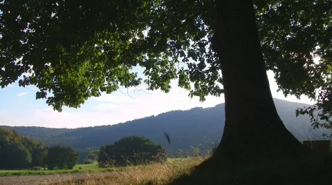 Falling leaves from oak tree Stock Footage 521097