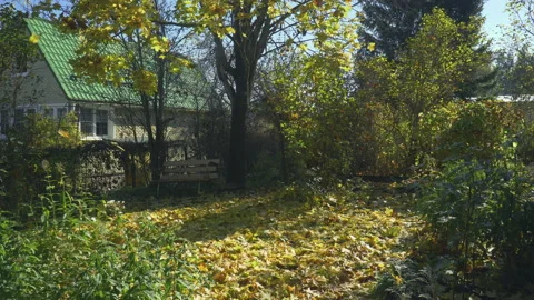 Falling leaves in the old garden Stock Footage 163813676
