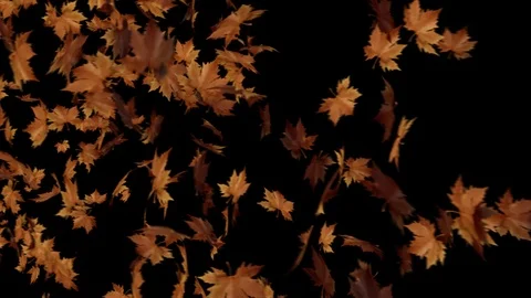 Falling Leaves Pack Stock Footage 95653085