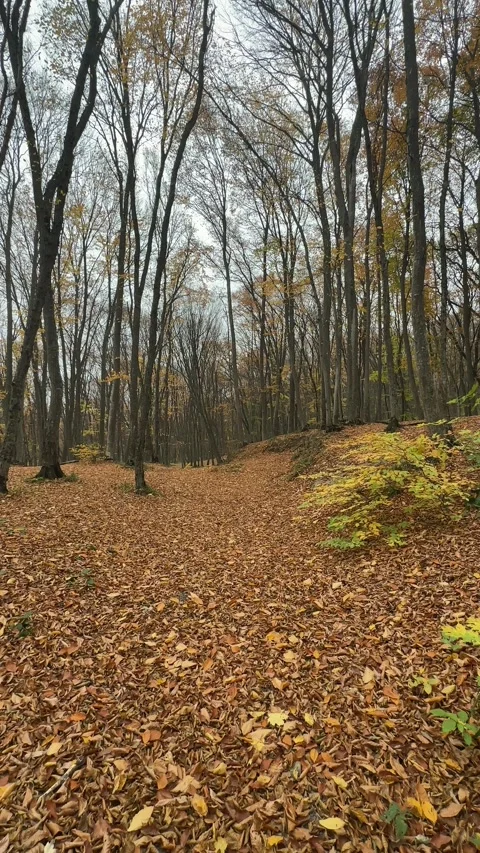 Falling leaves in the park. Bright gold autumn time. Stock Footage 260408484